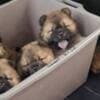 Chow Chow puppies photo 6