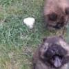 Chow Chow puppies photo 7