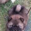 Chow Chow puppies photo 8