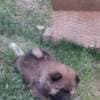 Chow Chow puppies photo 9