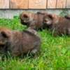 Chow Chow puppies photo 10