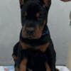 Doberman – Puppies for Sale photo 1