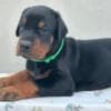Doberman – Puppies for Sale photo 2