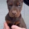 Doberman – Puppies for Sale photo 3
