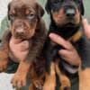 Doberman – Puppies for Sale photo 4
