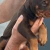 Doberman – Puppies for Sale photo 5
