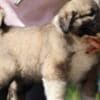 Caucasian Shepherd Dog – Beautiful Female Puppies photo 1
