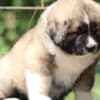 Caucasian Shepherd Dog – Beautiful Female Puppies photo 2