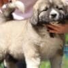 Caucasian Shepherd Dog – Beautiful Female Puppies photo 3