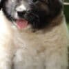 Caucasian Shepherd Dog – Beautiful Female Puppies photo 4