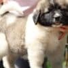 Caucasian Shepherd Dog – Beautiful Female Puppies photo 5