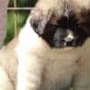 Caucasian Shepherd Dog – Beautiful Female Puppies photo 6