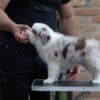 Border Collie puppies photo 1