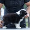 Border Collie puppies photo 2