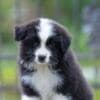 Border Collie puppies photo 3