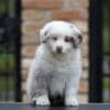 Border Collie puppies photo 4
