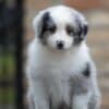 Border Collie puppies photo 5