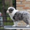 Border Collie puppies photo 6