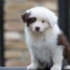 Border Collie puppies photo 7