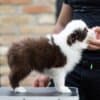 Border Collie puppies photo 8
