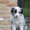 Border Collie puppies photo 9
