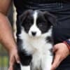 Border Collie puppies photo 10