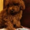 Red toy poodle, beautiful puppies photo 1