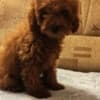 Red toy poodle, beautiful puppies photo 2
