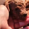 Red toy poodle, beautiful puppies photo 3