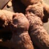 Red toy poodle, beautiful puppies photo 4