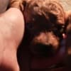 Red toy poodle, beautiful puppies photo 5