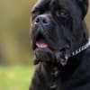 Cane Corso – Male for Sale photo 1