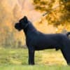 Cane Corso – Male for Sale photo 2