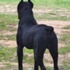 Cane Corso – Male for Sale photo 4