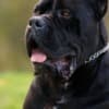 Cane Corso – Male for Sale photo 5