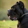 Cane Corso – Male for Sale photo 6