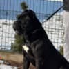 Cane Corso – Male for Sale photo 7