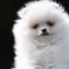 Pomeranian Boo – Beautiful Puppies photo 1