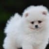 Pomeranian Boo – Beautiful Puppies photo 2