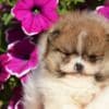 Pomeranian Boo – Beautiful Puppies photo 3