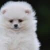 Pomeranian Boo – Beautiful Puppies photo 4
