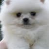 Pomeranian Boo – Beautiful Puppies photo 5