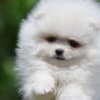 Pomeranian Boo – Beautiful Puppies photo 6