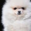 Pomeranian Boo – Beautiful Puppies photo 7