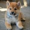Shiba Inu – Beautiful Puppies photo 1