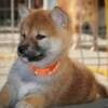 Shiba Inu – Beautiful Puppies photo 2