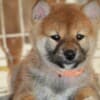Shiba Inu – Beautiful Puppies photo 3