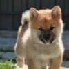 Shiba Inu – Beautiful Puppies photo 4