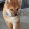 Shiba Inu – Beautiful Puppies photo 5