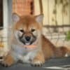 Shiba Inu – Beautiful Puppies photo 6